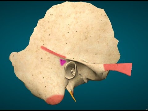 Видео: Самай сүйегі I Os temporale & Самай өзектері