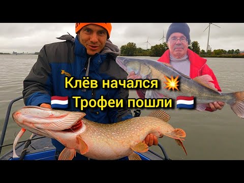 Видео: Хороший клёв начался! Много судаков и огромных щук — рыбалка в Голландии!