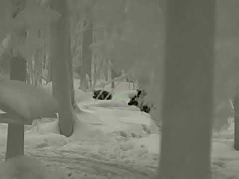 Видео: Охота на кабана с вышки