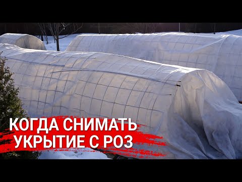 Видео: Когда снимать укрытие с роз