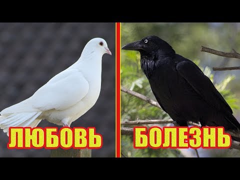 Видео: Вот к чему птица садится на окно! К чему птица бьется в окно?! Приметы и Суеверия!
