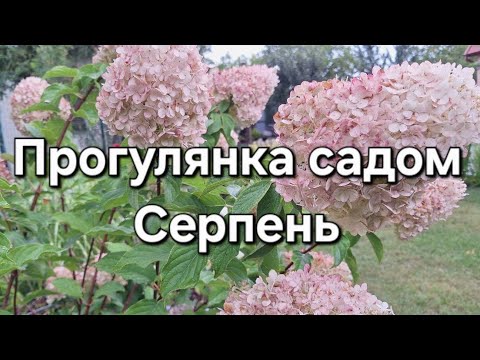 Видео: Прогулянка садом у серпні. 