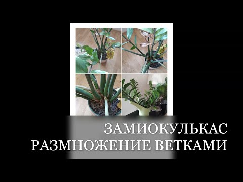 Видео: ЗАМИОКУЛЬКАС РАЗМНОЖЕНИЕ // СКОЛЬКО ВРЕМЯ ЭТО ЗАЙМЕТ?