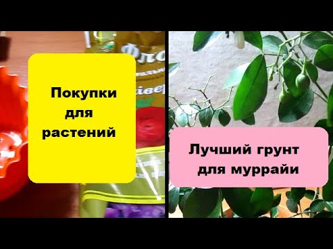 Видео: Лучший грунт для муррайи // Покупки для растений