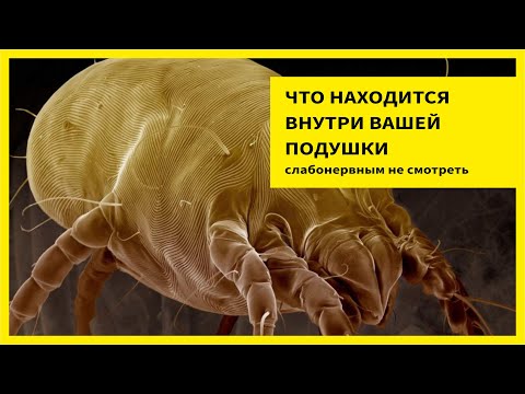Видео: Что Находится Внутри Вашей Подушки?