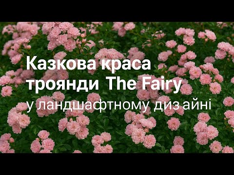 Видео: Казкова краса троянди The Fairy у ландшафтному дизайні