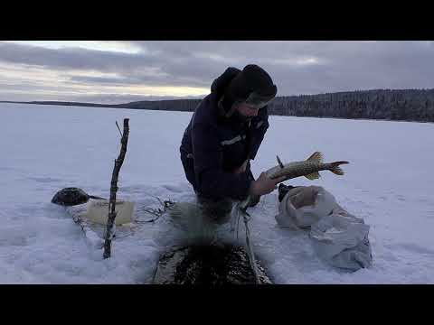 Видео: ПОЙМАЛИ ЩУКУ-РАЗБОЙНИЦУ / ЛОВЛЯ РЯПУШКИ / ПРОВЕРКА СЕТЕЙ / ОПУХШИЙ РЯБЧИК!