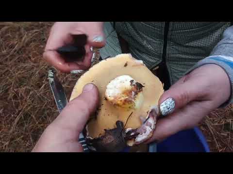 Видео: Наконец-то осенний лес . Нашли редкие грибы .