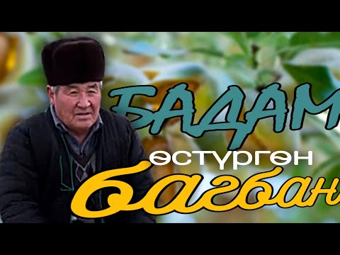 Видео: Баткендин жери бадам өстүрүүгө ыңгайлуу