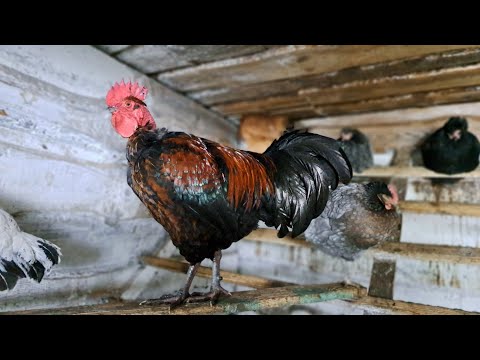 Видео: СКІЛЬКИ ПІВНІВ ПОТРІБНО НА КУРОЧОК ЩОБ МАТИ КУРЧАТ? ДОМАШНІ КУРИ І ПОРОДИСТІ порівнюю