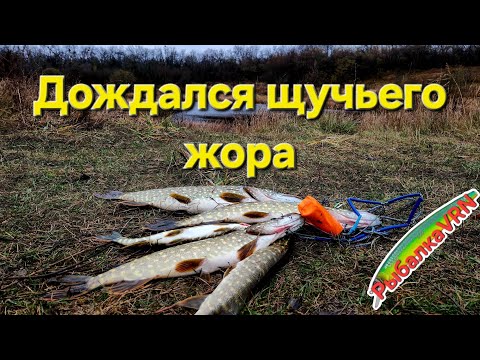 Видео: Рыбалка на спиннинг в ноябре