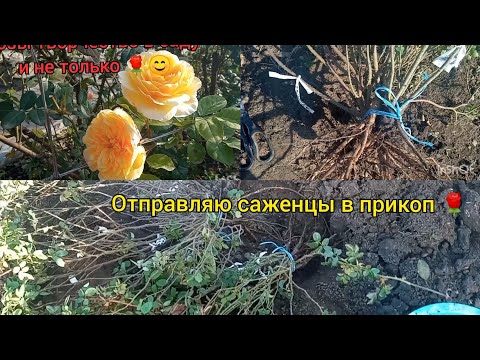 Видео: ПОКАЗЫВАЮ  мои годовалые корнесобственные саженцы: корневая, развитие - Прикоп на зиму , как сделать