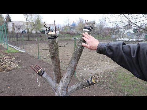 Видео: Как прививать плодовые деревья | Уход за прививками