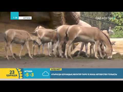 Видео: Құлан туралы қызықты деректер