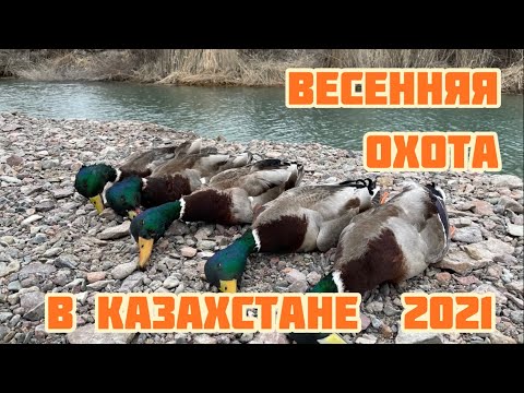 Видео: Открытие весенней охоты в Казахстане 2021 !🦆🦆🔥🔥 Снято подствольной камерой! 🎥