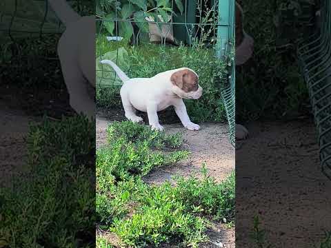 Видео: М 2 . Щенок американского бульдога