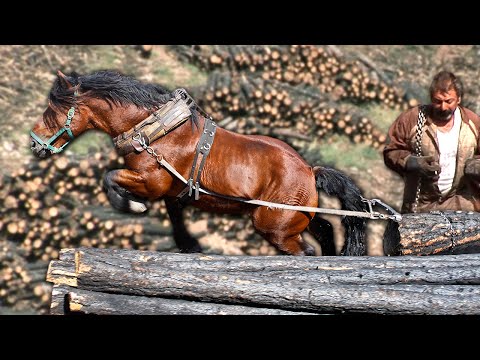 Видео: Тяжеловозы: герои гор после пожара. Опасное вывоз сгоревших брёвен