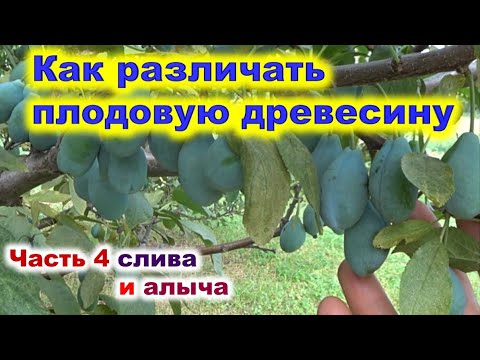 Видео: Как различать плодовую древесину сливы и алычи