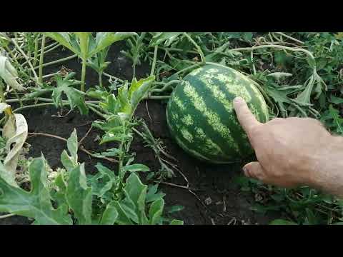 Видео: Арбузы в Среднем Поволжье: 40 км от Казани.