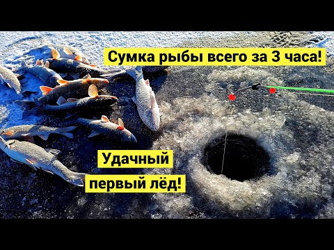 Видео: Щедрое перволёдье! Еле донес рыбу до машины