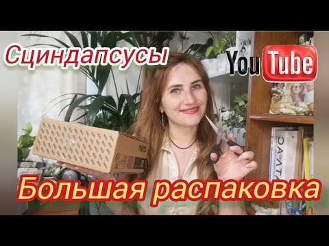 Видео: СЦИНДАПСУСЫ и не только! БОЛЬШАЯ РАСПАКОВКА. Часть 2. (продолжение)