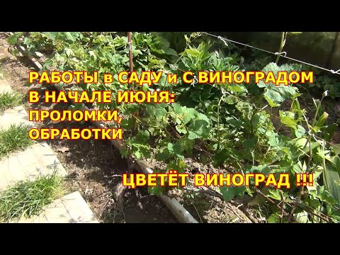Видео: РАБОТЫ с ВИНОГРАДОМ и САДОМ В НАЧАЛЕ ИЮНЯ.  ЦВЕТЁТ ВИНОГРАД!