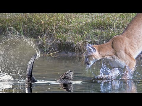 Видео: Этот ГРЫЗУН даст отпор даже Пуме и Медведю! Бобр — трудолюбивый хозяин прудов!