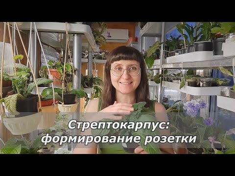 Видео: Формирование розетки стрептокарпуса