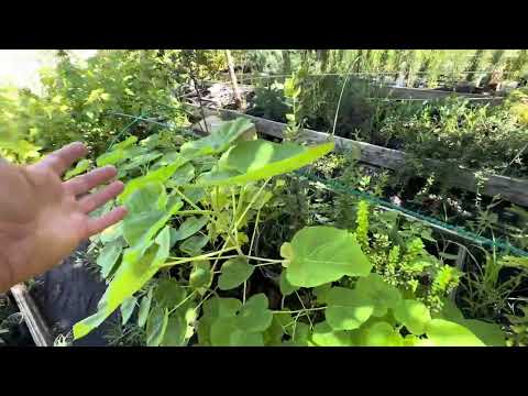 Видео: Павловния и стоит ли бороться с порослью