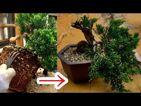 Видео: Немного поздняя пересадка бонсай Макаши / Ядзимаэн @ семена бонсай