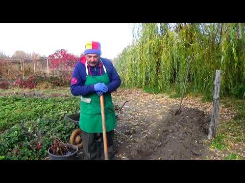 Видео: Особенности осенней посадки малины:  как и когда!