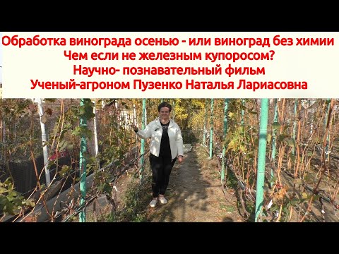 Видео: Обработка винограда осенью или виноград без химии (Пузенко Наталья Лариасовна)