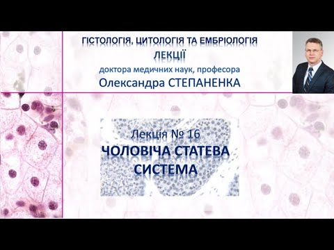 Видео: Гістологія. Лекція 16. Чоловіча статева система
