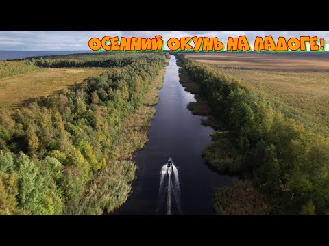 Видео: Осенний окунь на Ладоге!