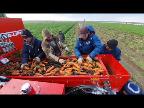 Видео: Carrot harvester ASA-LIFT CM 1000C. Морковоуборочный комбайн ASA-LIFT CM-1000C