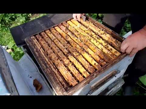 Видео: На разведенческой