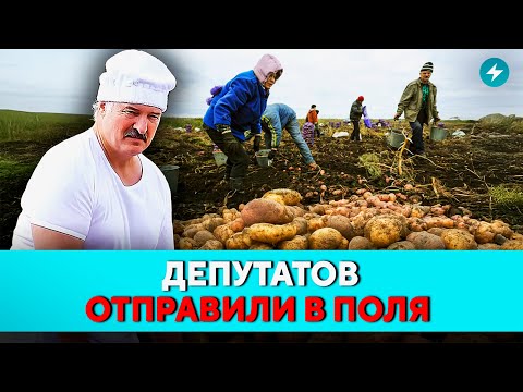 Видео: Сбор урожая провалился! На спасиение бросили даже чиновников и силовиков. Подробности // Новости