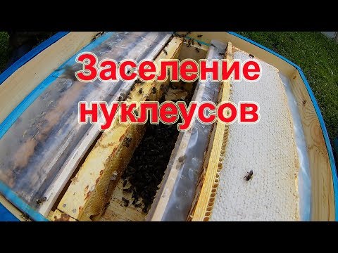 Видео: Заселение нуклеусов на 145 мм рамку.