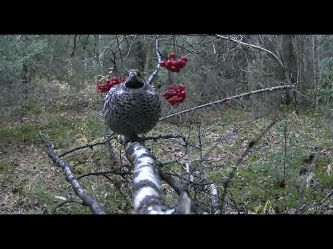 Видео: Рябчик вышел перекусить свежей рябиной. Охота на рябчика. Петля на рябчика. 