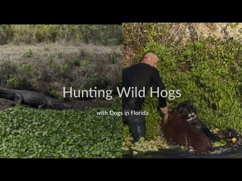 Видео: Кане-корсо — мощная охотничья собака, работающая во Флориде