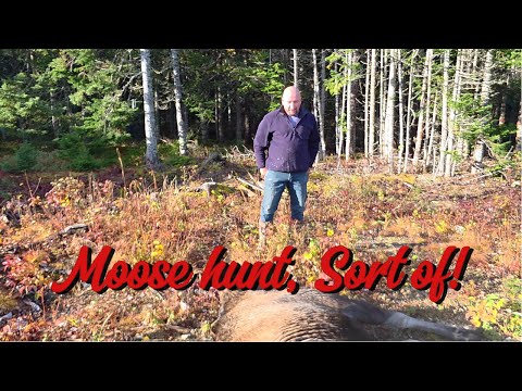 Видео: Может, поохотиться на лося? Bluetti Apex 300 #ньюфаундлендлабрадор #образжизнивнесетевой