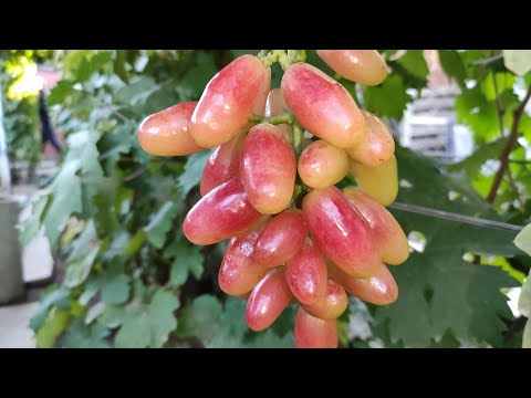 Видео: ДВЕ СУУУПЕР НОВИНКИ 2024! 🍇🍇🍇 WhatsApp и Viber +79528500417.ТЕЛ.+79054033245.