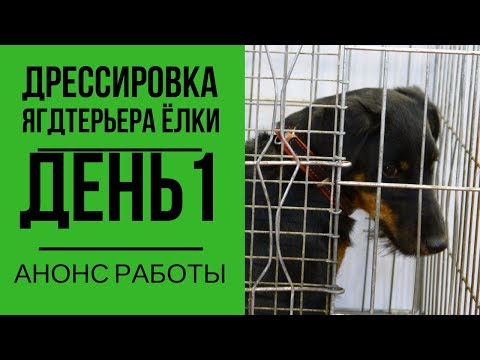 Видео: Дрессировка ягдтерьера Елки. День 1. Анонс работы