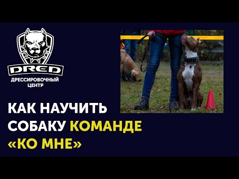 Видео: Как научить собаку команде "ко мне" | Почему собака убегает и не слушается | Школа для собак DRED