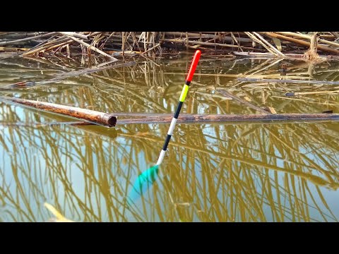 Видео: КАРАСІ ЯК СКОВОРОДИ ЛАМАЮТЬ ОЧЕРЕТ🌾. Рибалка на поплавок