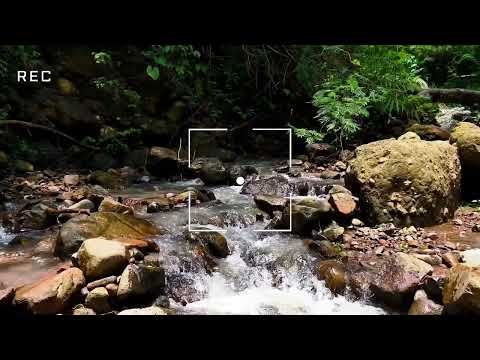 Видео: Звуки реки для глубокого сна и пение птиц для успокаивающего сна.ASMR