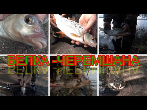 Видео: ЛЕЩ,СОРОГА,КАРАСЬ, ФИДЕР, БЕЛОЯРКА.