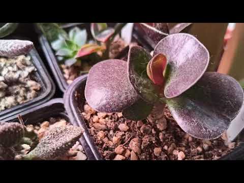 Видео: Обзор моей коллекции суккулентов. Часть 2