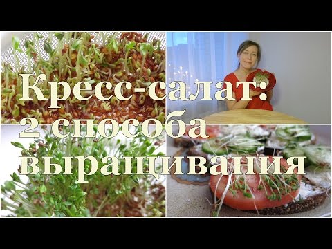 Видео: КРЕСС-САЛАТ 2 способа выращивания. Плюсы и минусы // Watercress: 2 ways of cultivation