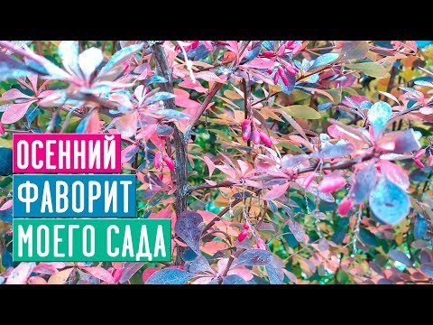 Видео: БАРБАРИСЫ В МОЕМ САДУ 🌟 Любимые сорта / Садовый гид